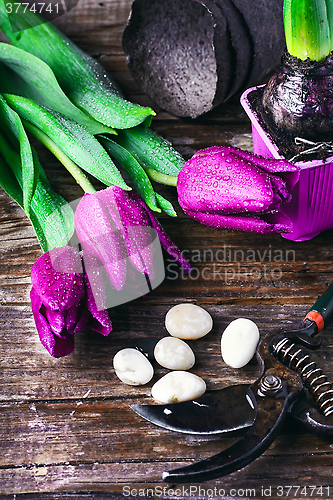 Image of bouquet of spring tulips