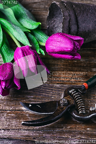 Image of bouquet of spring tulips