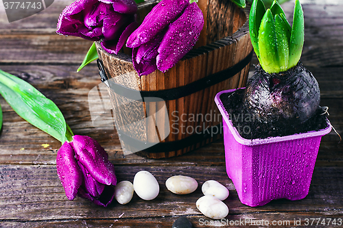 Image of Tulips and hyacinth