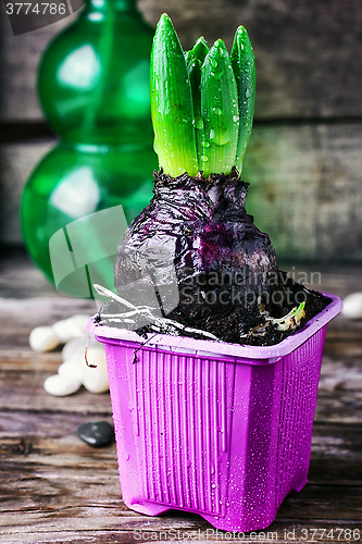 Image of Growing spring hyacinth