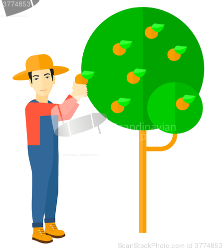 Image of Farmer collecting oranges.