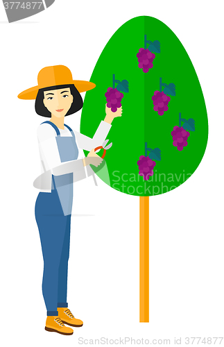 Image of Farmer collecting grapes.