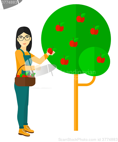 Image of Farmer collecting apples.