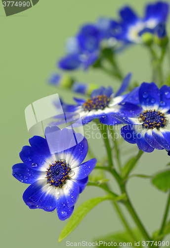 Image of Blue and white cineraria flowers
