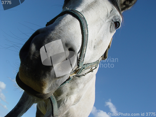 Image of white horse