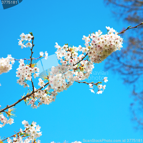 Image of in london   park the white tree and blossom flowers natural
