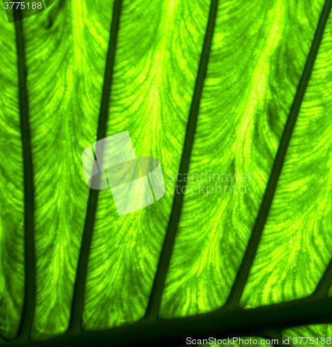 Image of abstract  background     leaf and his veins in the light 