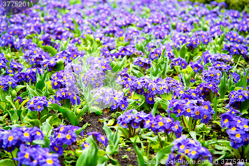 Image of purple in yellow flower field spring