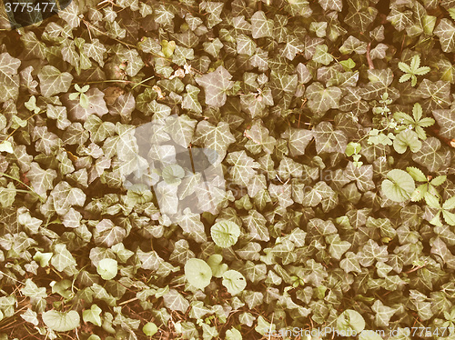 Image of Retro looking Ivy picture