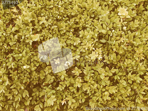 Image of Retro looking Leaves background