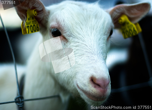 Image of Goat kid portrait