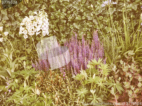 Image of Retro looking Salvia flowers
