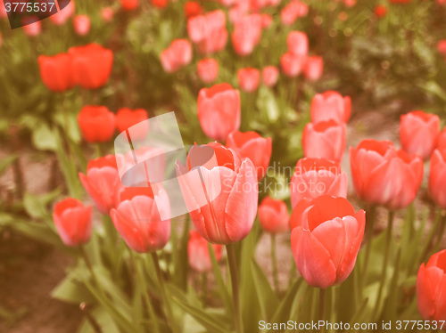 Image of Retro looking Tulips picture