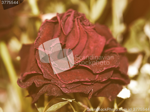 Image of Retro looking Decaying rose