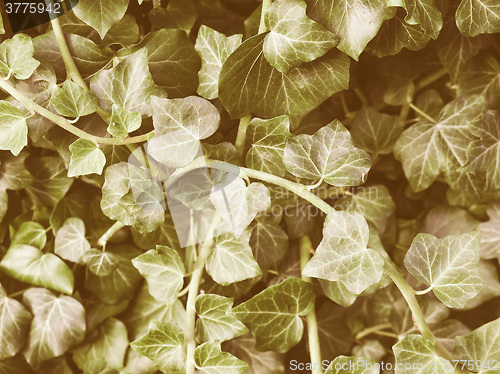 Image of Retro looking Ivy