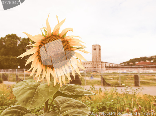 Image of Retro looking Sunflower flower