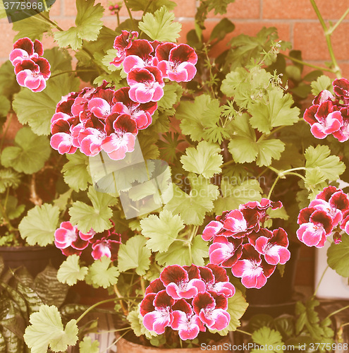 Image of Retro looking Geranium