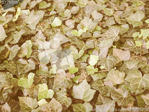 Image of Retro looking Ivy leaves