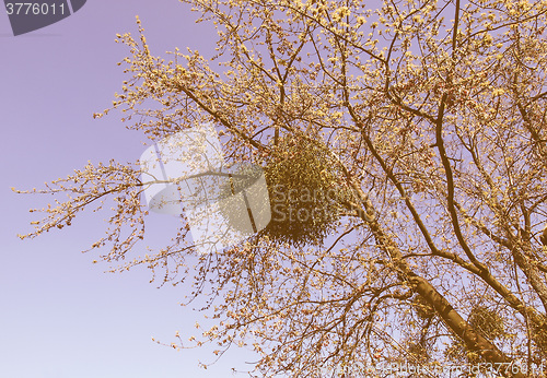 Image of Retro looking Tree picture