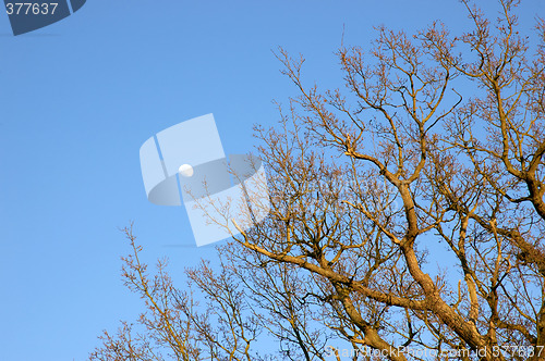 Image of Tree tops