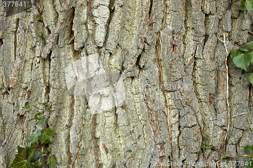 Image of Tree bark