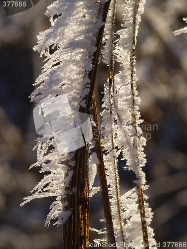 Image of Frost