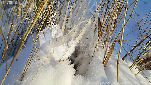 Image of Dry stalks of plants covered with snow