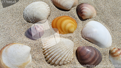 Image of Sea shells on the sand background