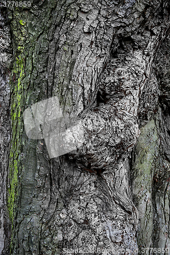 Image of Texture of ancient tree bark