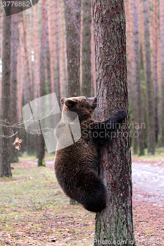 Image of brown bear (Ursus arctos) in winter forest