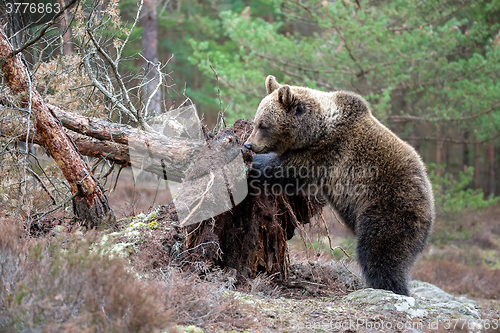 Image of brown bear (Ursus arctos) in winter forest