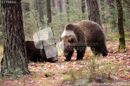 Image of brown bear (Ursus arctos) in winter forest