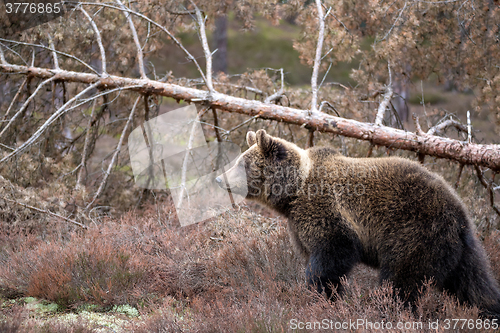 Image of brown bear (Ursus arctos) in winter forest