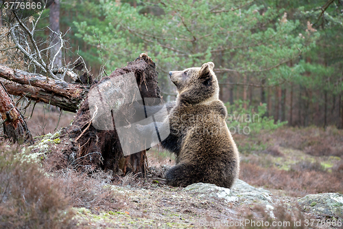 Image of brown bear (Ursus arctos) in winter forest