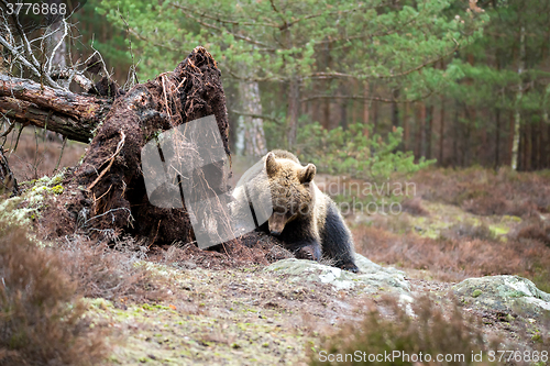 Image of brown bear (Ursus arctos) in winter forest