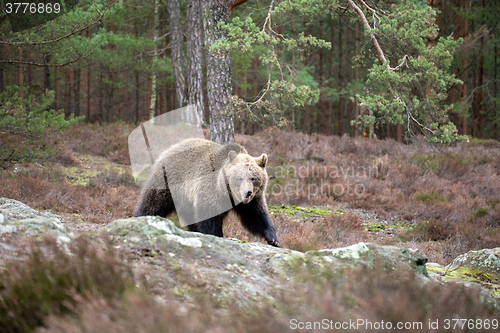 Image of brown bear (Ursus arctos) in winter forest