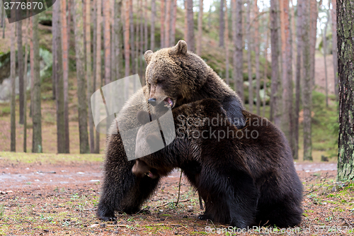 Image of brown bear (Ursus arctos) in winter forest