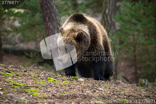 Image of brown bear (Ursus arctos) in winter forest