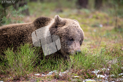 Image of brown bear (Ursus arctos) in winter forest