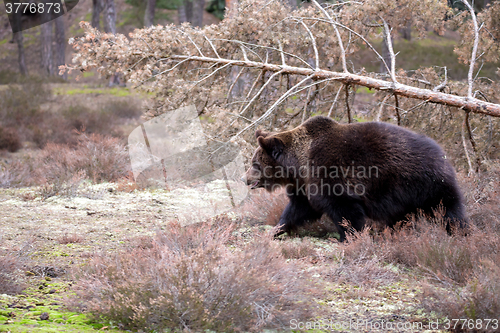 Image of brown bear (Ursus arctos) in winter forest