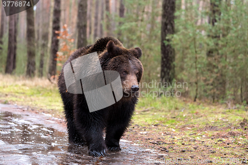 Image of brown bear (Ursus arctos) in winter forest