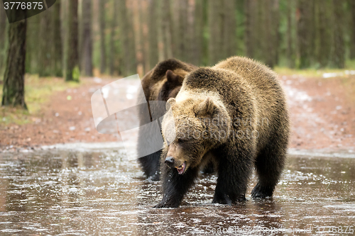 Image of brown bear (Ursus arctos) in winter forest