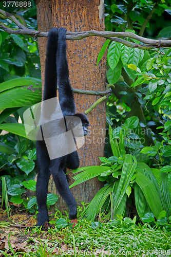 Image of Wild Spider Monkey