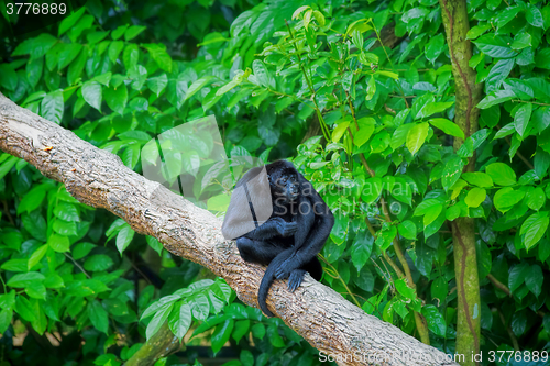 Image of Wild Spider Monkey