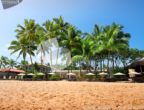 Image of Palms on a beachfront