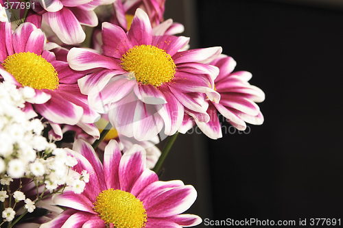 Image of pink and white chrysanthemums