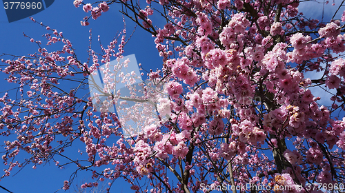 Image of Cherry Blossoms in Australia