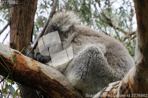 Image of Australian Koala Bear