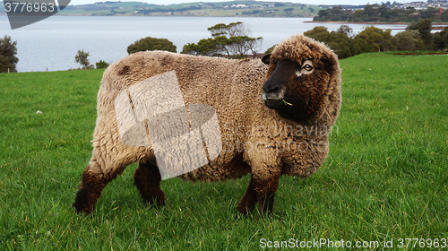 Image of Sheep grazing on a lovely green pasture