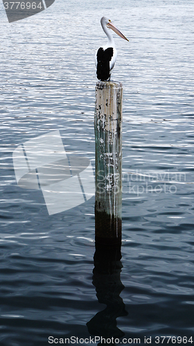 Image of Pelican sits on a pylon post